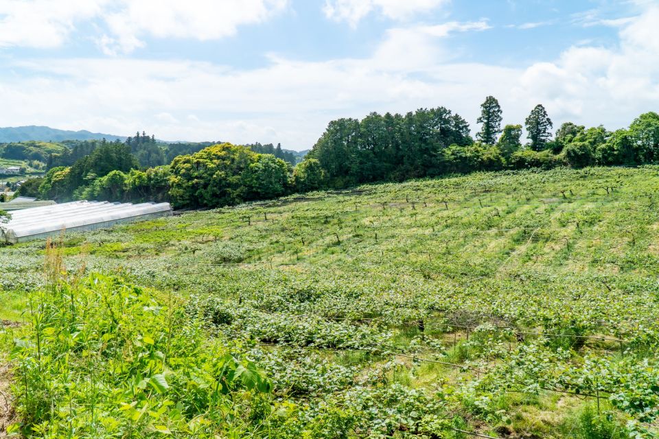 キウイ畑を一望できる絶景ポイント