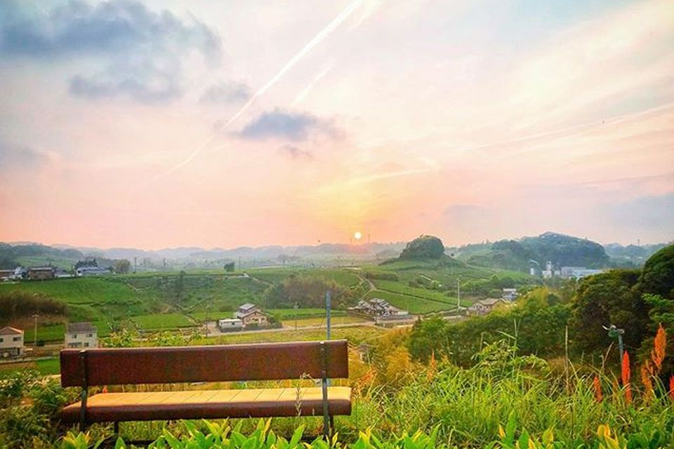 The sunset over the spreading Japanes green tea plantation is fantastic